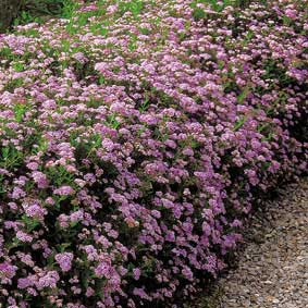 Spiraea japonica 'Little Princess'